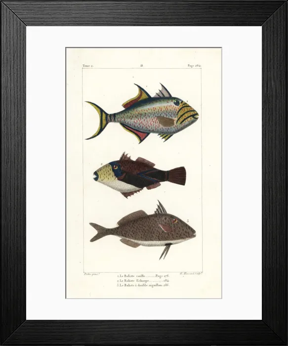 Framed Print : Queen triggerfish, wedge-tail triggerfish Framed Print : Queen triggerfish, wedge-tail triggerfish