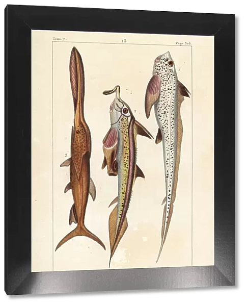 Rat fish, elephantfish and American paddlefish