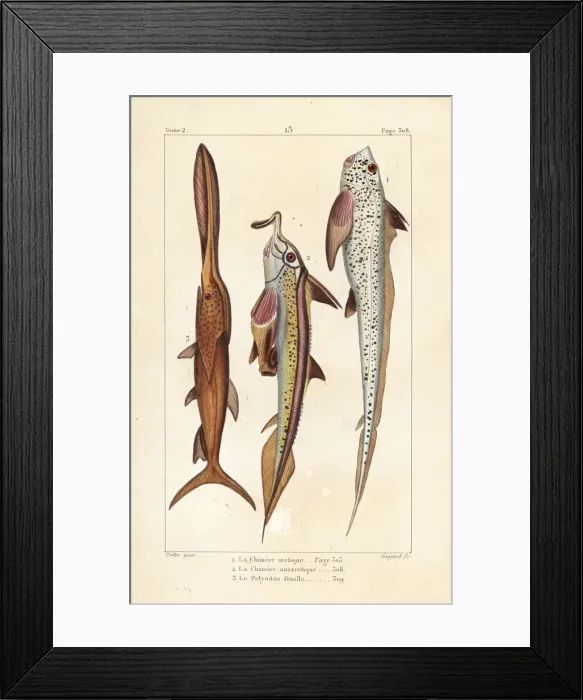 Framed Print : Rat fish, elephantfish and American paddlefish Framed Print : Rat fish, elephantfish and American paddlefish