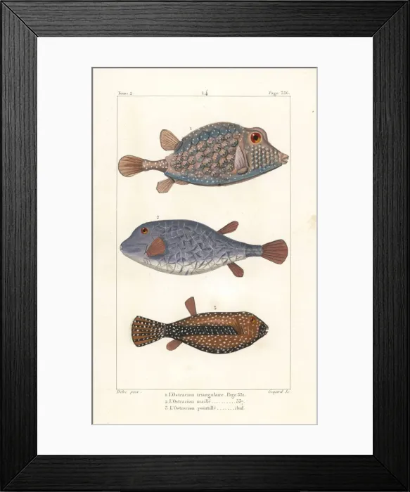 Framed Print : Triangular boxfish and spotted boxfish Framed Print : Triangular boxfish and spotted boxfish
