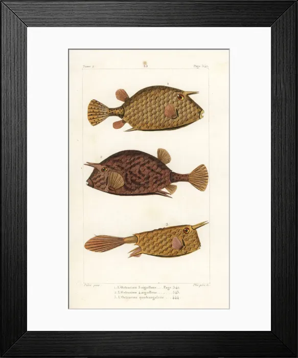 Framed Print : Scrawled cowfish and longhorn cowfish Framed Print : Scrawled cowfish and longhorn cowfish