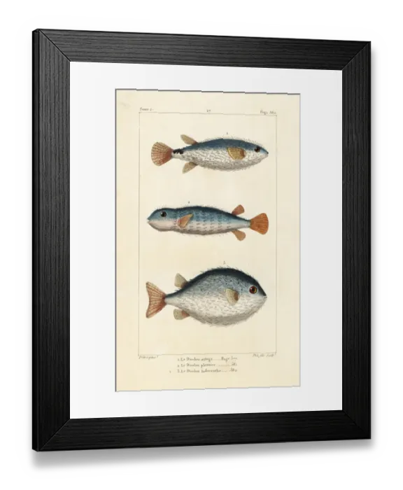 Framed Print : Spotted burrfish and long-spine porcupinefish Framed Print : Spotted burrfish and long-spine porcupinefish