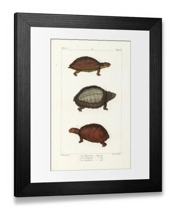 Framed Print : Spot legged, flapshell and helmeted turtles Framed Print : Spot legged, flapshell and helmeted turtles