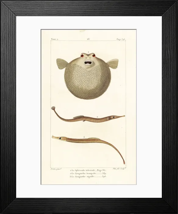 Framed Print : Bandtail puffer, Sargassum pipefish and greater pipefish Framed Print : Bandtail puffer, Sargassum pipefish and greater pipefish