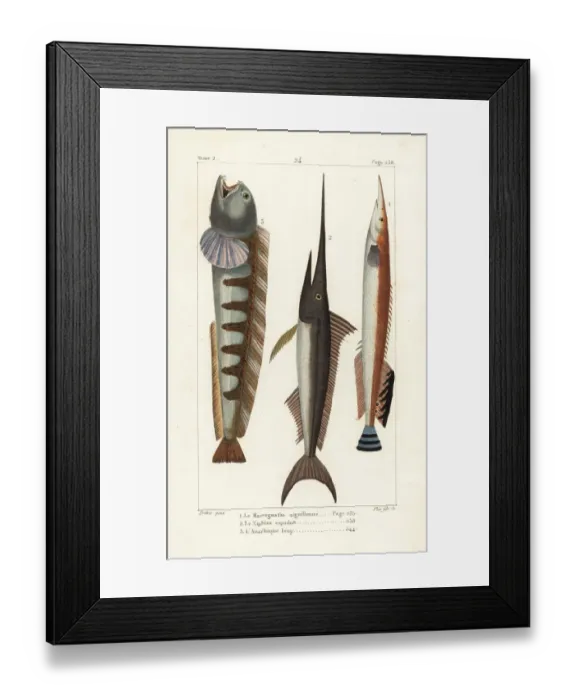 Framed Print : Lesser spiny eel, swordfish and wolf-fish Framed Print : Lesser spiny eel, swordfish and wolf-fish