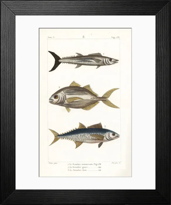Framed Print : Narrow-barred Spanish mackerel, torpedo scad Framed Print : Narrow-barred Spanish mackerel, torpedo scad