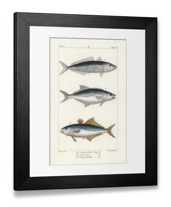 Framed Print : Horse mackerel, leerfish and pompano Framed Print : Horse mackerel, leerfish and pompano