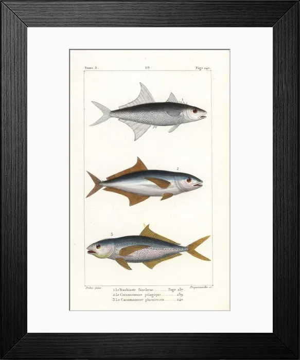 Framed Print : Permit fish, mahi mahi and sand tilefish Framed Print : Permit fish, mahi mahi and sand tilefish
