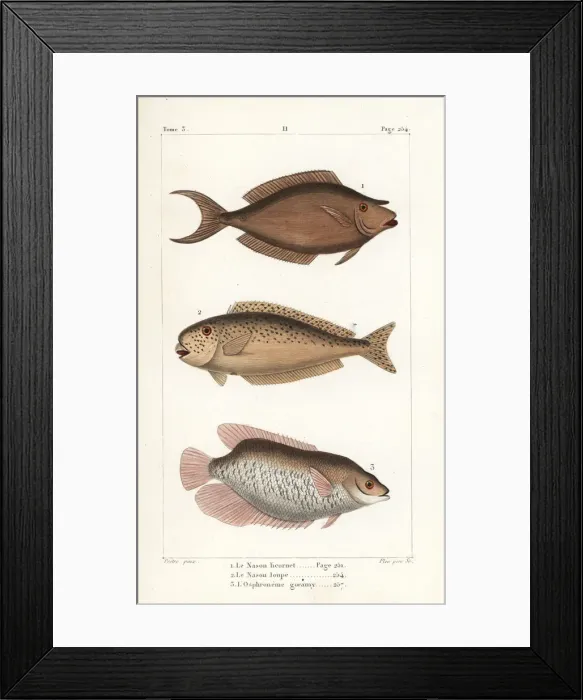 Framed Print : Bluespine unicornfish, bulbnose unicornfish Framed Print : Bluespine unicornfish, bulbnose unicornfish