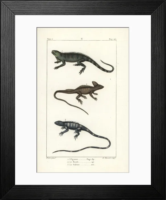 Framed Print : Gren iguana, plumed basilisk and green forest lizard Framed Print : Gren iguana, plumed basilisk and green forest lizard