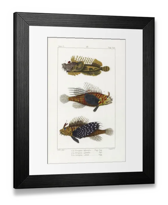 Framed Print : Bearded ghoul, broadbarred firefish, and red lionfish Framed Print : Bearded ghoul, broadbarred firefish, and red lionfish
