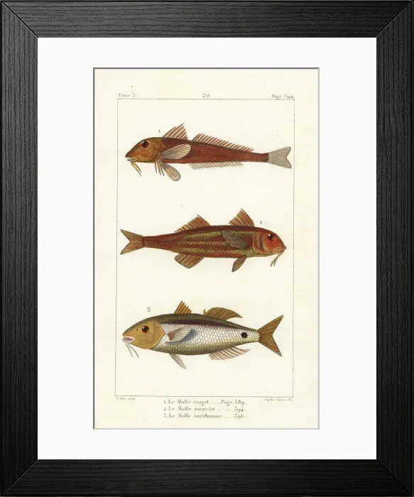 Framed Print : Red mullet, striped red mullet and Red Sea goatfish Framed Print : Red mullet, striped red mullet and Red Sea goatfish