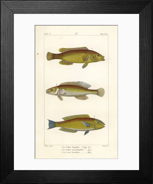 Framed Print : Ballan wrasse, cuckoo wrasse and Brazilian wrasse Framed Print : Ballan wrasse, cuckoo wrasse and Brazilian wrasse