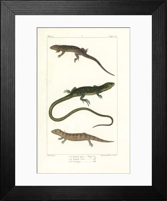 Framed Print : Eastern fence lizard, European green lizard and skink Framed Print : Eastern fence lizard, European green lizard and skink