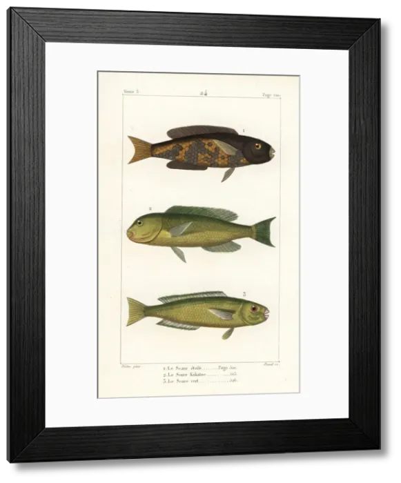 Framed Print : Stellate rabbitfish, parrotfish and palecheek parrotfish Framed Print : Stellate rabbitfish, parrotfish and palecheek parrotfish