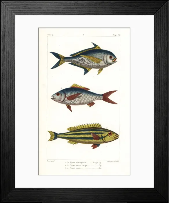 Framed Print : Atlantic pomfret, deep-bodied mojarra