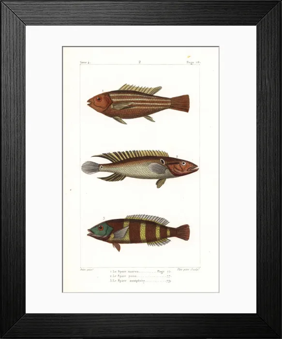 Framed Print : Damsel fish, ringtail pike cichlid and redbreasted wrasse Framed Print : Damsel fish, ringtail pike cichlid and redbreasted wrasse