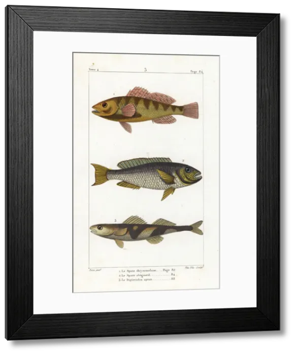 Framed Print : Nassau grouper, redtail parrotfish and the Rhone apron Framed Print : Nassau grouper, redtail parrotfish and the Rhone apron