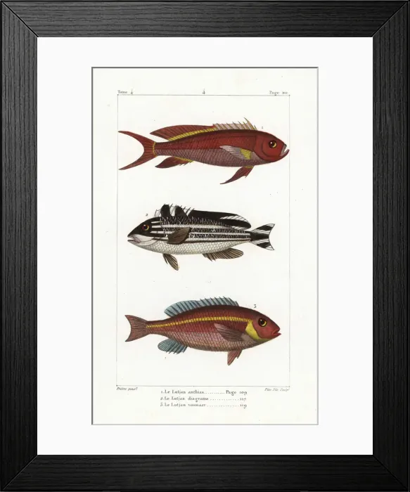 Framed Print : Swallowtail seaperch, striped sweetlips Framed Print : Swallowtail seaperch, striped sweetlips