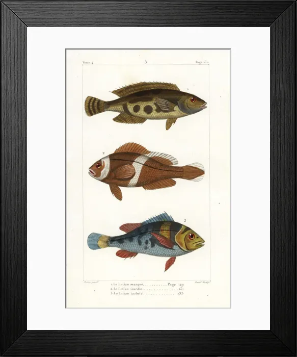 Framed Print : Bluestriped snapper, saddleback clownfish and saddlegrunt Framed Print : Bluestriped snapper, saddleback clownfish and saddlegrunt