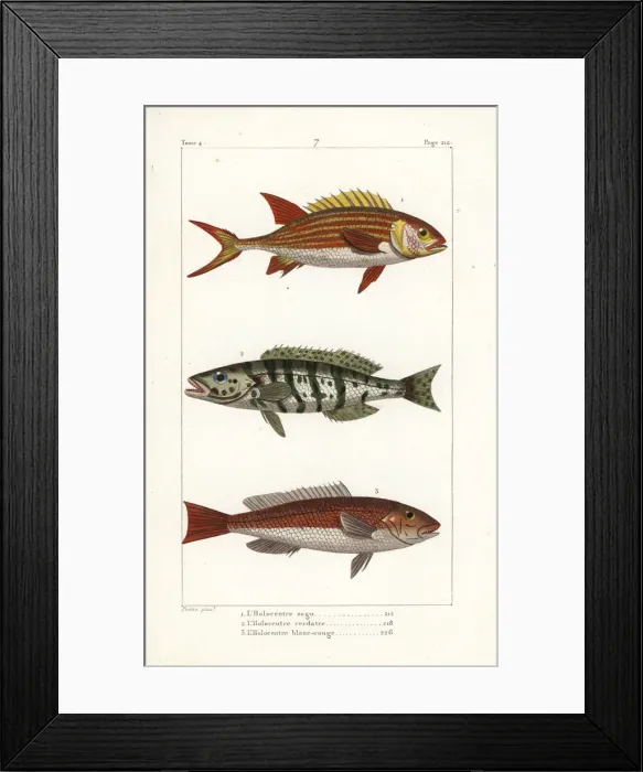 Framed Print : Squirrelfish, comber and redcoat Framed Print : Squirrelfish, comber and redcoat