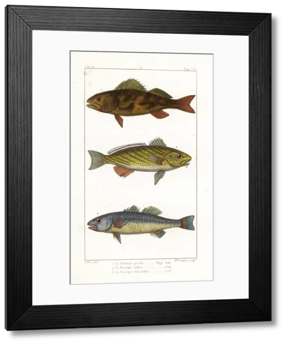 Framed Print : Perch, shi drum and seabass Framed Print : Perch, shi drum and seabass