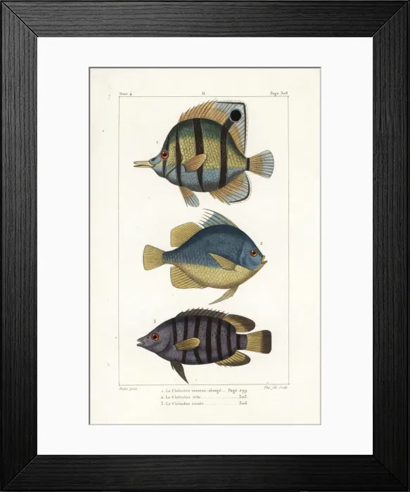 Framed Print : Copperband butterfly fish, Chelmon rostratus Framed Print : Copperband butterfly fish, Chelmon rostratus