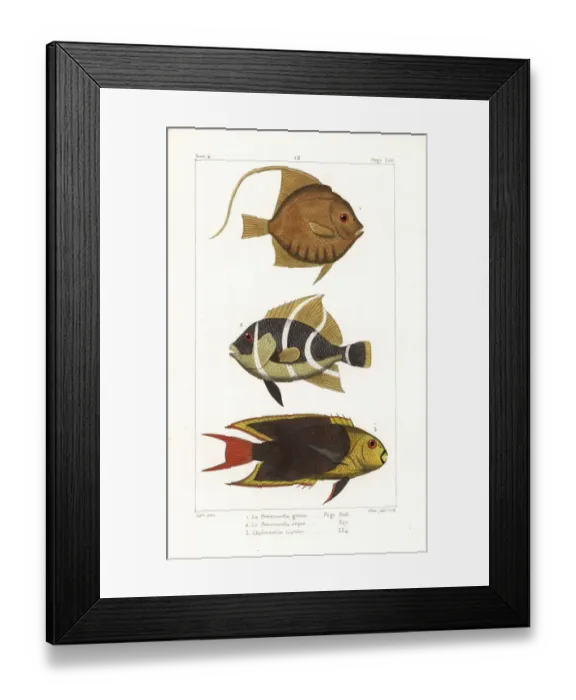 Framed Print : Moorish idol, grey angelfish, and rock beauty Framed Print : Moorish idol, grey angelfish, and rock beauty
