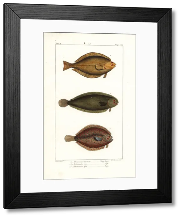 Framed Print : Common dab, sole and European plaice Framed Print : Common dab, sole and European plaice
