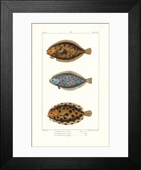 Framed Print : Turbot, European plaice and topknot Framed Print : Turbot, European plaice and topknot