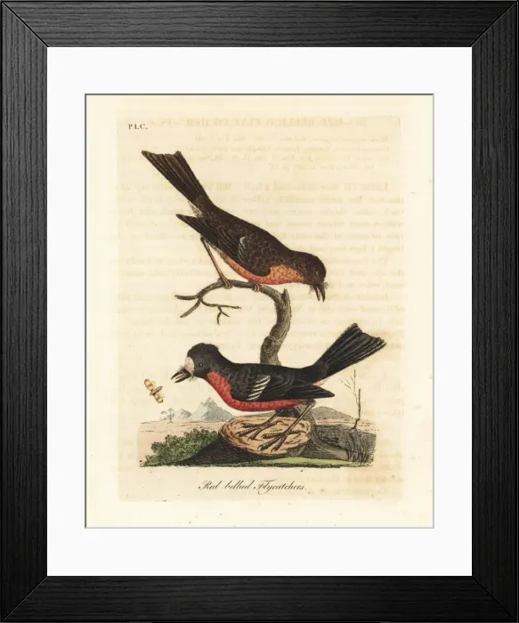 Framed Print : Norfolk Pacific robin, Petroica multicolor multicolor Framed Print : Norfolk Pacific robin, Petroica multicolor multicolor