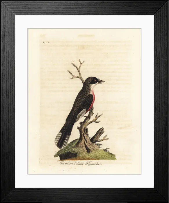 Framed Print : Crimson-bellied flycatcher, Muscicapa coccinigastra Framed Print : Crimson-bellied flycatcher, Muscicapa coccinigastra