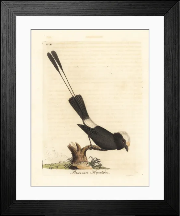 Framed Print : Long-tailed tyrant, Colonia colonus Framed Print : Long-tailed tyrant, Colonia colonus