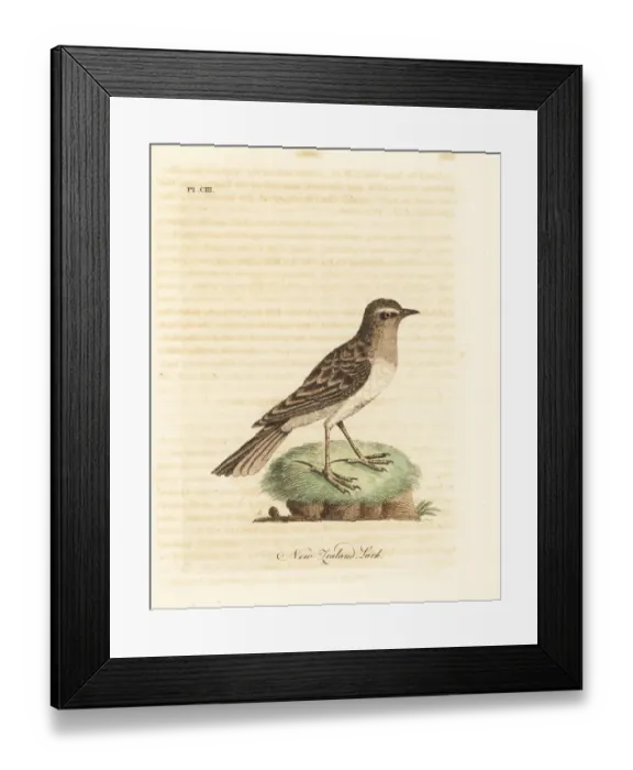 Framed Print : Australasian pipit, Anthus novaeseelandiae Framed Print : Australasian pipit, Anthus novaeseelandiae