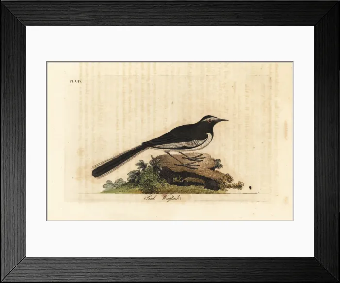 Framed Print : White-browed wagtail, Motacilla maderaspatensis