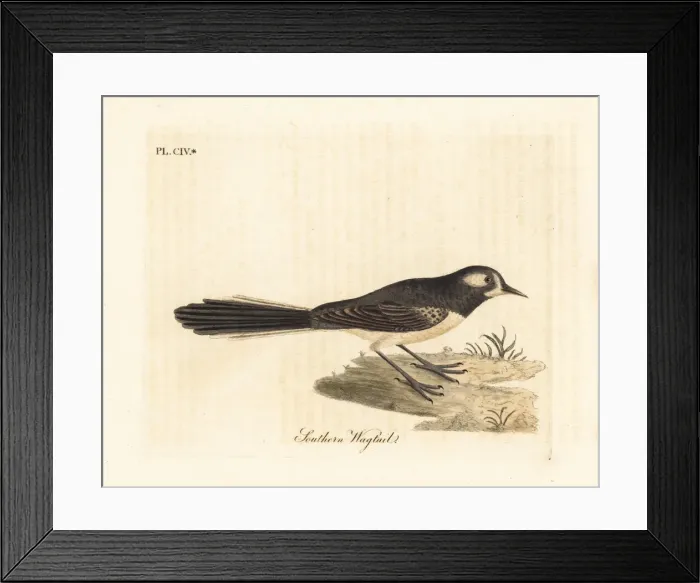Framed Print : Grey fantail, Rhipidura albiscapa Framed Print : Grey fantail, Rhipidura albiscapa