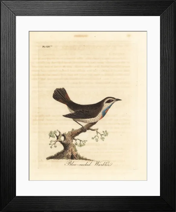 Framed Print : Bluethroat, Luscinia svecica Framed Print : Bluethroat, Luscinia svecica