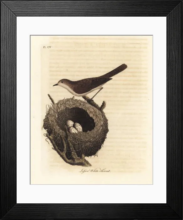 Framed Print : Lesser whitethroat, Sylvia curruca Framed Print : Lesser whitethroat, Sylvia curruca