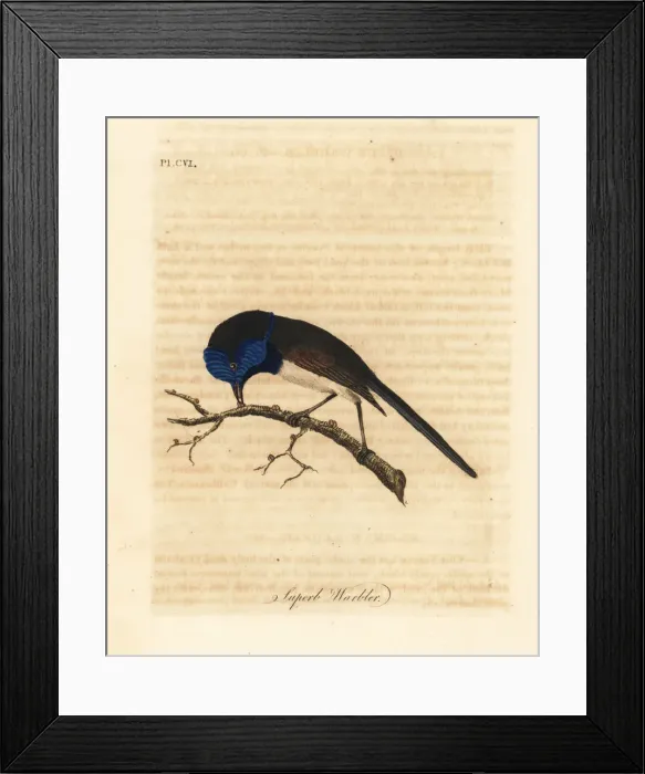 Framed Print : Red-winged fairywren, Malurus elegans Framed Print : Red-winged fairywren, Malurus elegans