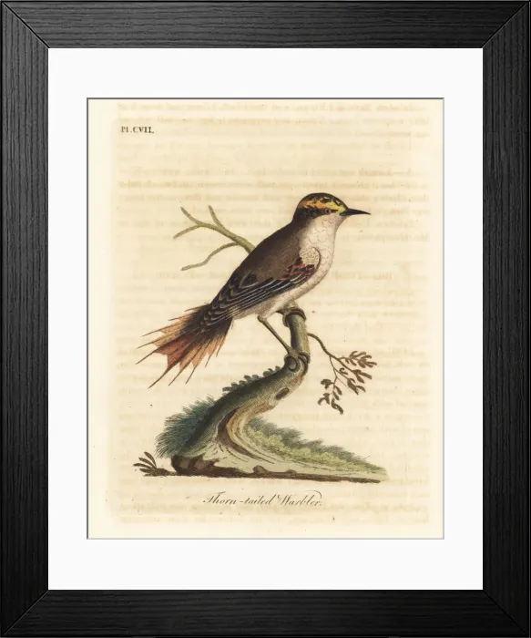 Framed Print : Thorn-tailed rayadito, Aphrastura spinicauda Framed Print : Thorn-tailed rayadito, Aphrastura spinicauda