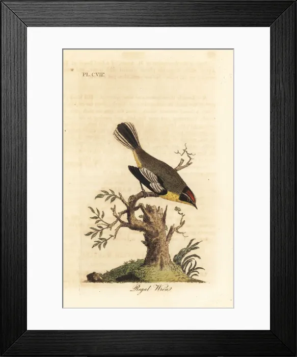 Framed Print : Regal wren Framed Print : Regal wren