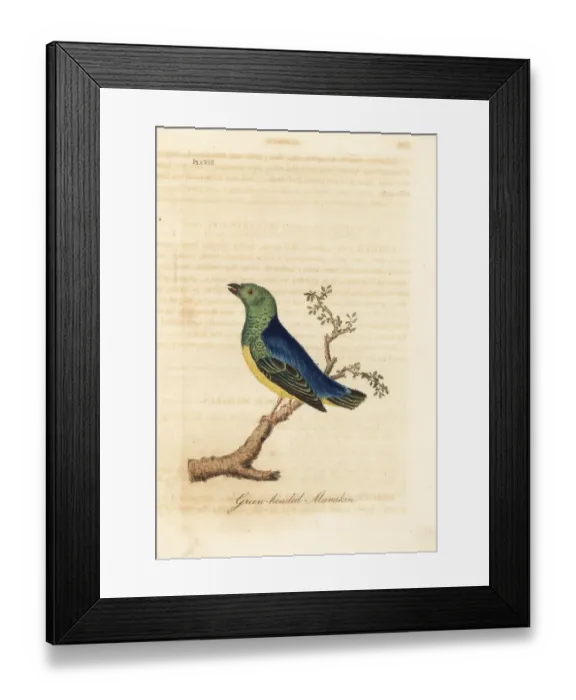 Framed Print : Blue-naped chlorophonia, Chlorophonia cyanea Framed Print : Blue-naped chlorophonia, Chlorophonia cyanea