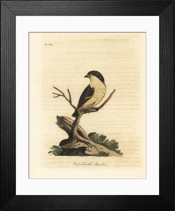Framed Print : Striated pardalote, Pardalotus striatus Framed Print : Striated pardalote, Pardalotus striatus