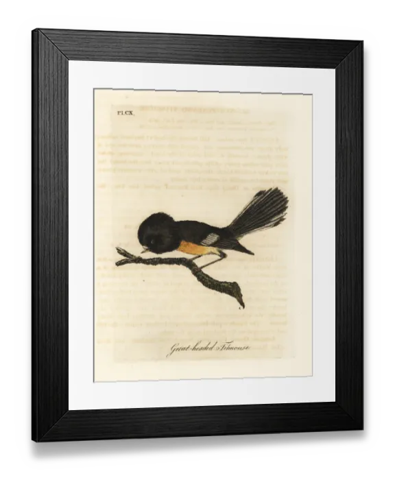 Framed Print : South Island tomtit, Petroica macrocephala macrocephala Framed Print : South Island tomtit, Petroica macrocephala macrocephala