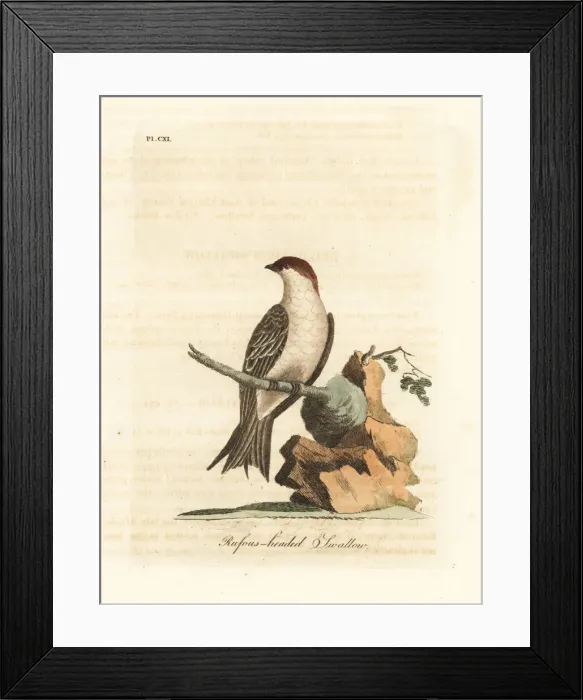 Framed Print : Indian cliff swallow, Petrochelidon fluvicola Framed Print : Indian cliff swallow, Petrochelidon fluvicola
