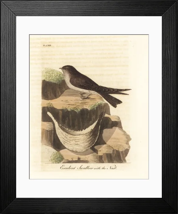 Framed Print : Edible-nest swiftlet, Aerodramus fuciphagus Framed Print : Edible-nest swiftlet, Aerodramus fuciphagus