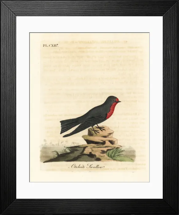 Framed Print : Pacific swallow, Hirundo tahitica Framed Print : Pacific swallow, Hirundo tahitica