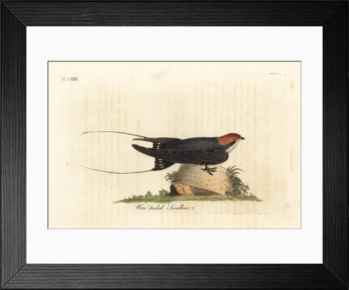 Framed Print : Wire-tailed swallow, Hirundo smithii Framed Print : Wire-tailed swallow, Hirundo smithii