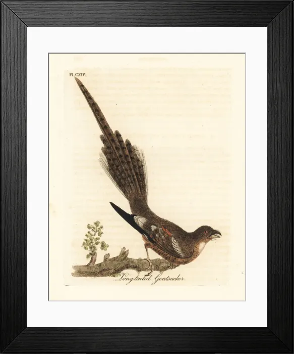 Framed Print : Long-tailed nightjar, Caprimulgus climacurus Framed Print : Long-tailed nightjar, Caprimulgus climacurus