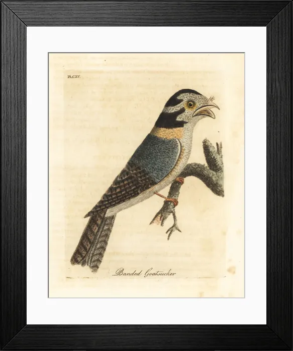 Framed Print : Australian owlet nightjar or tawny frogmouth? Framed Print : Australian owlet nightjar or tawny frogmouth?